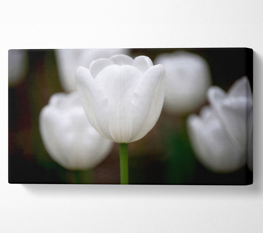 A Canvas Print of White Snowdrop Beauty Canvas Art