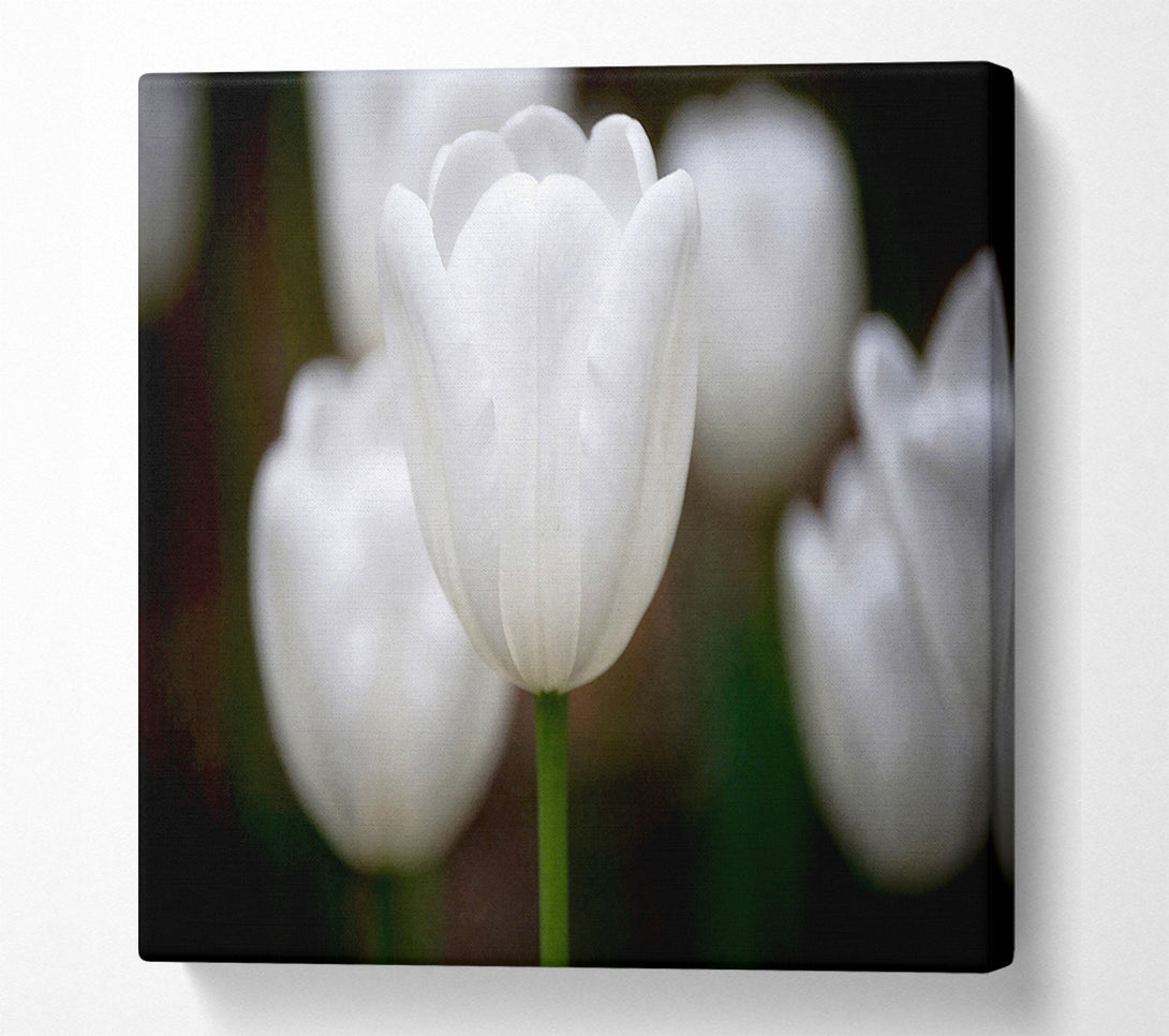  A Canvas Print of White Snowdrop Beauty Canvas Art