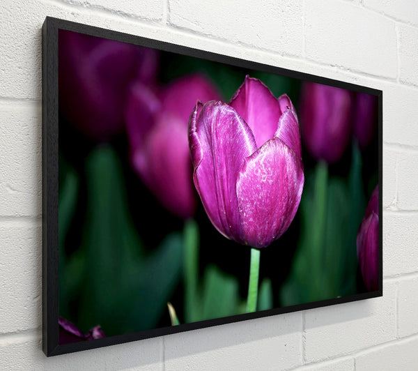 Purple Night Tulip
