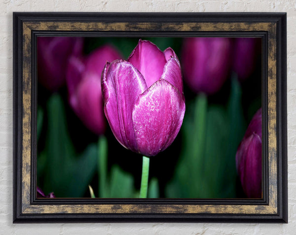 Purple Night Tulip Framed Print