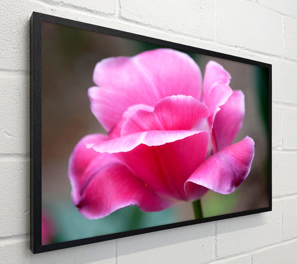 Pink Ruffle Petals