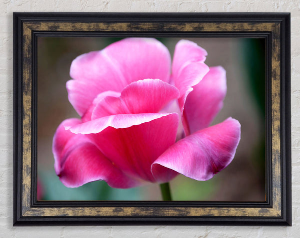 Pink Ruffle Petals Framed Print