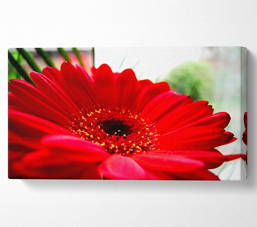  A Canvas Print of Cerise Gerbera Beauty Canvas Wall Art