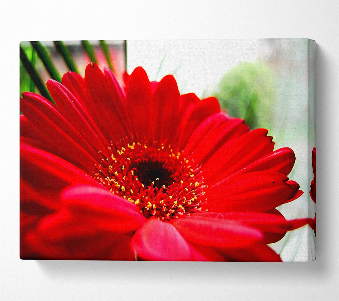  A Canvas Print of Cerise Gerbera Beauty Canvas Wall Art