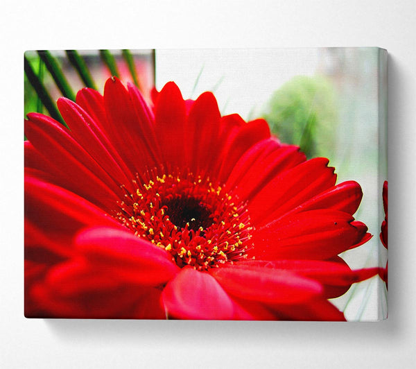  A Canvas Print of Cerise Gerbera Beauty Canvas Wall Art