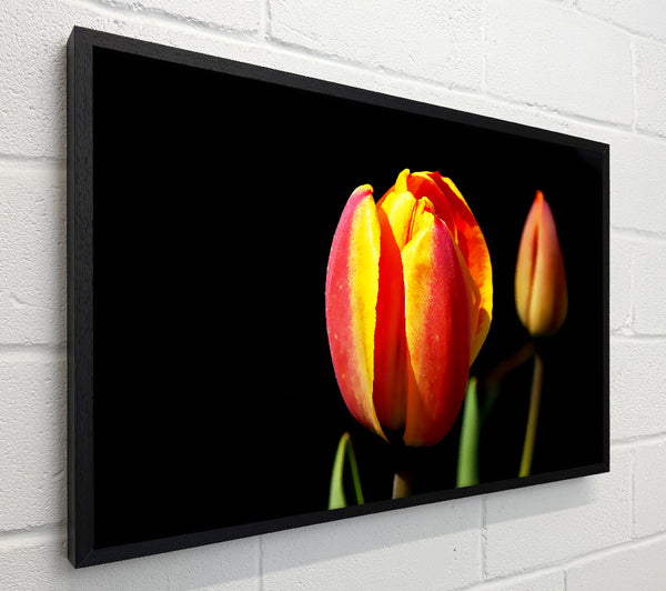 Tulips In A Bath Of Light