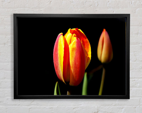 Tulpen in einem Lichtbad