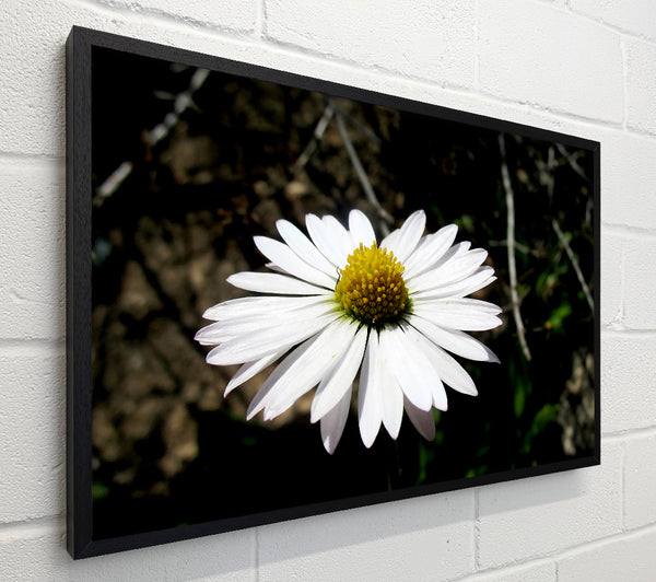 White Single Daisy Head