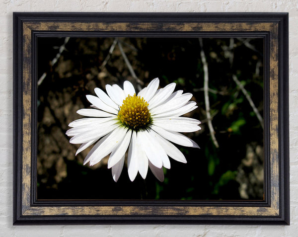 White Single Daisy Head Framed Print