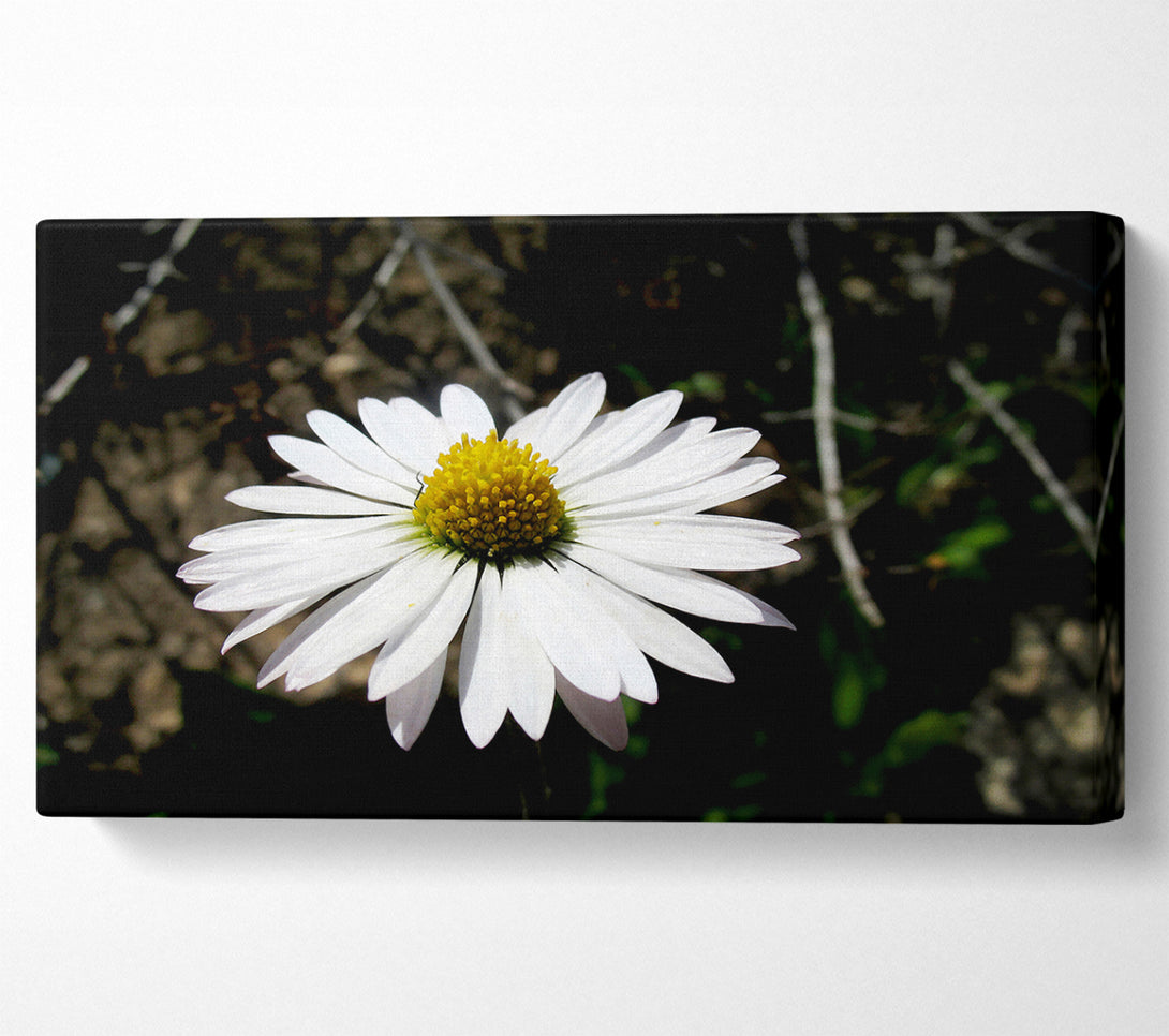 A Canvas Print of White Single Daisy Head Canvas Wall Art