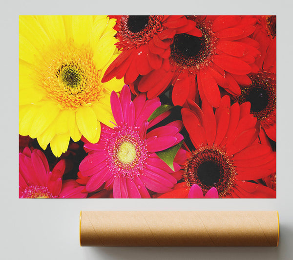 Gerbera Galore Print