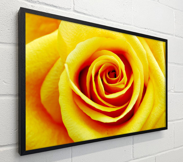Golden Rose Close-Up