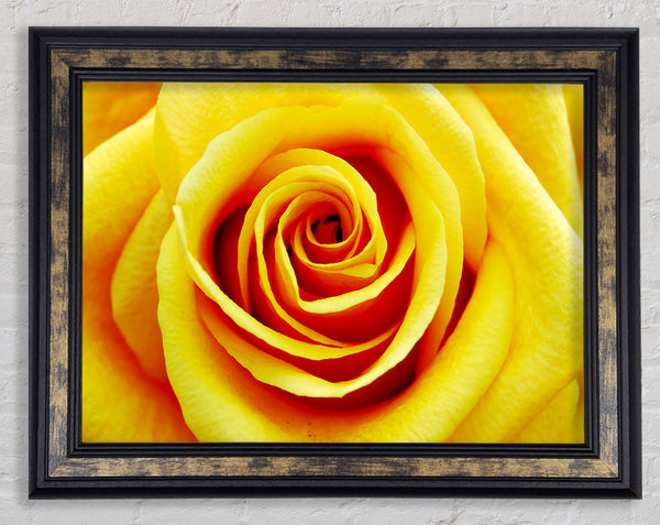 Golden Rose Close-Up Framed Print