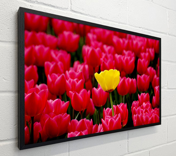 Tulips Strenth