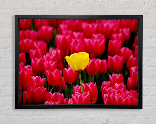 Tulpen Stärke