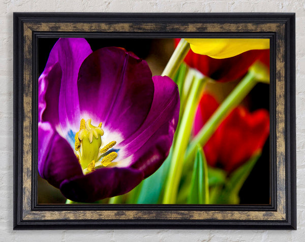 Purple Tulip Centre Framed Print