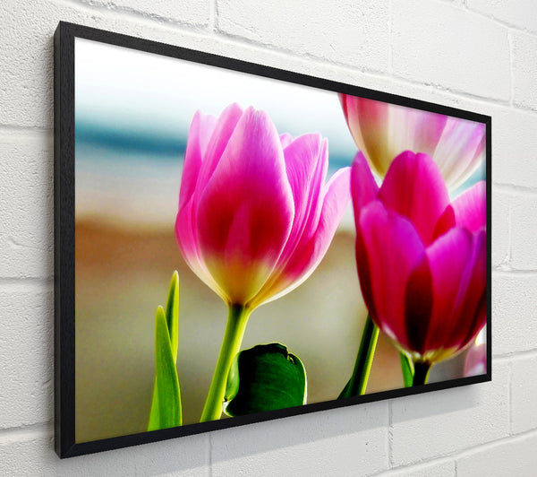 Pink Tulip Parade