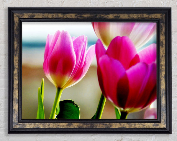 Pink Tulip Parade Framed Print