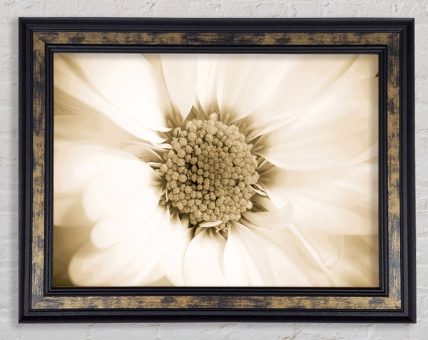 White Petal Heaven Framed Print