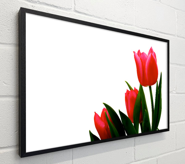 Pink Tulip Trio
