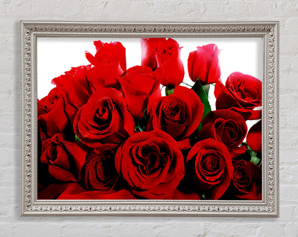 Strauß roter Rosen