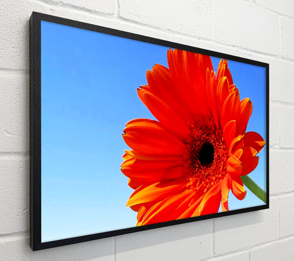 Orange Gerbera Skies