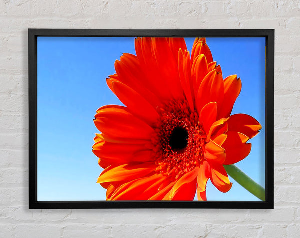 Orangefarbener Gerbera-Himmel