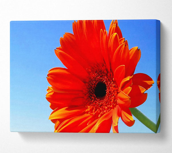 Orange Gerbera Skies