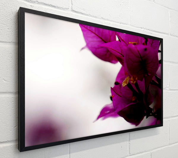 Stunning Cerise Winter Flowers