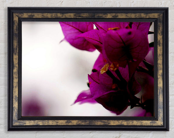 Stunning Cerise Winter Flowers Framed Print