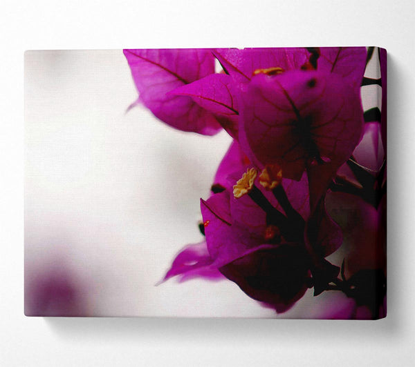  A Canvas Print of Stunning Cerise Winter Flowers Canvas Wall Art