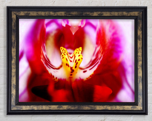 The Eye Of The Flower Framed Print
