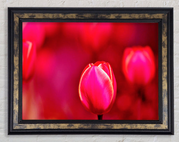 Pink Tulip Abstract Framed Print