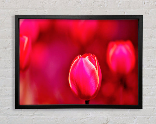 Rosa Tulpe abstrakt
