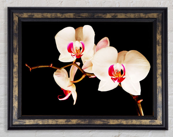 Butterfly Orchid Petals Framed Print