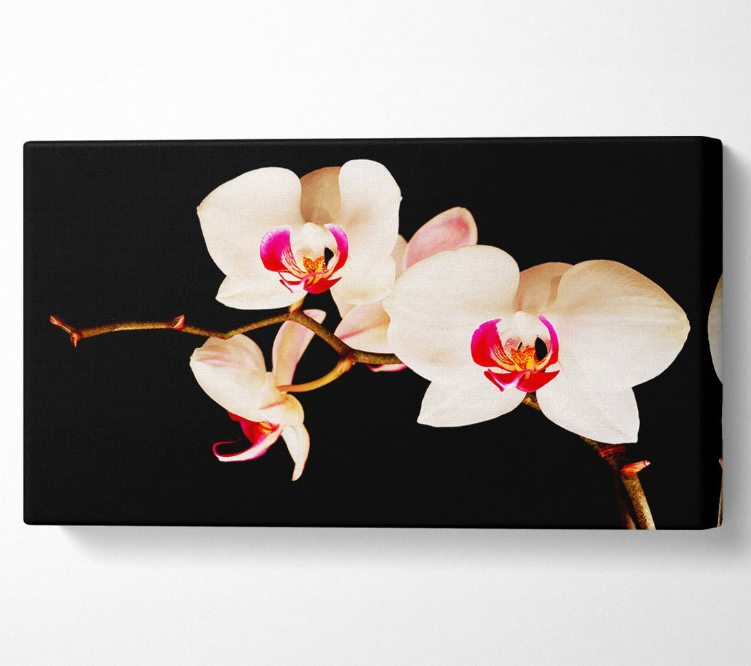  A Canvas Print of Butterfly Orchid Petals Canvas Art