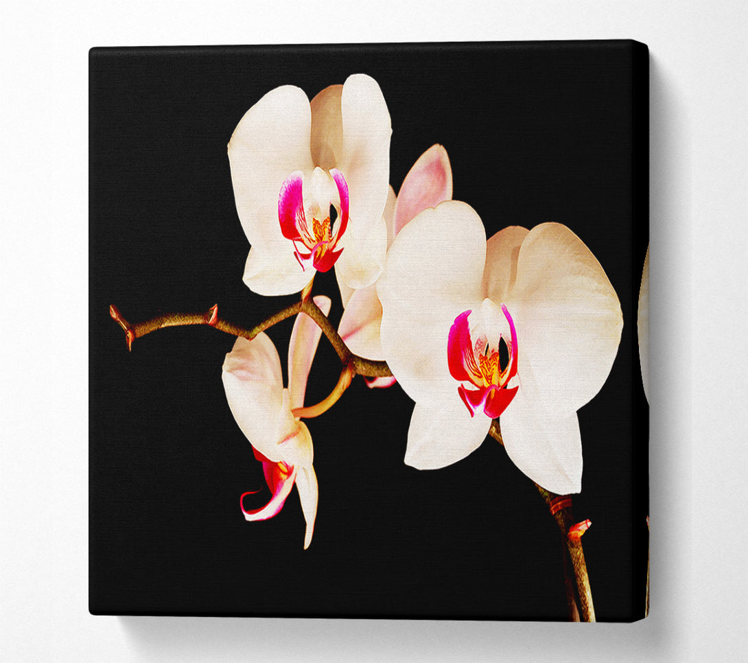  A Canvas Print of Butterfly Orchid Petals Canvas Art
