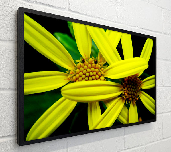 Yellow Star Flowers