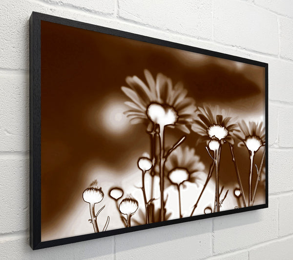 X-Ray Daisys Brown