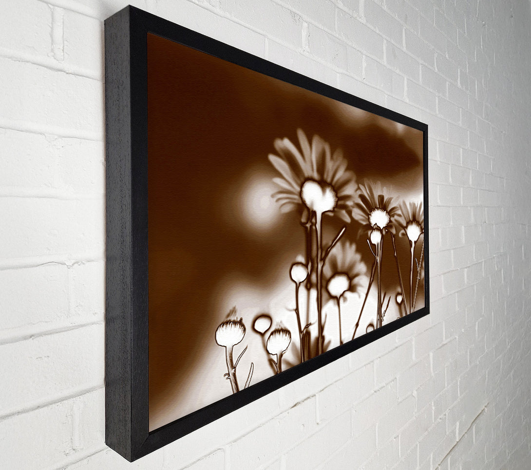  A Canvas Print of X-Ray Daisys Brown Canvas Wall Art