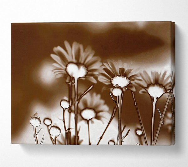  A Canvas Print of X-Ray Daisys Brown Canvas Wall Art