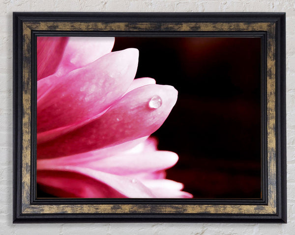 Pink Petal Dewdrop Framed Print
