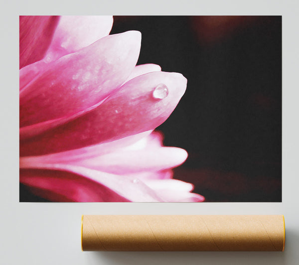 Pink Petal Dewdrop Print
