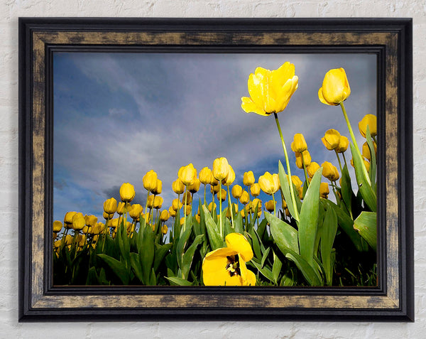 Yellow Tulip Field Storm Framed Print