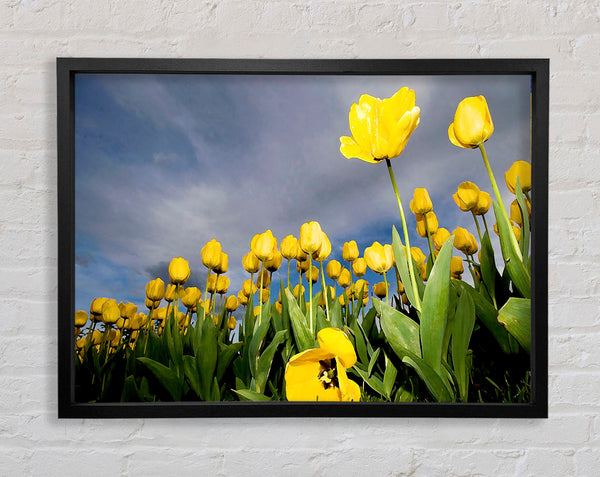 Yellow Tulip Field Storm