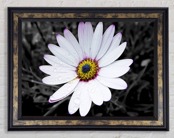 White Daisy On B n W Framed Print