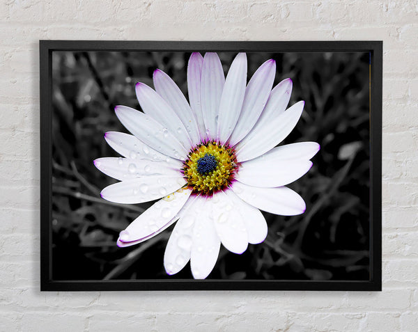 White Daisy On B n W