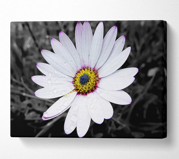  A Canvas Print of White Daisy On B n W Canvas Print