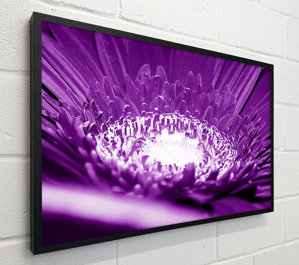 Daisy Centre Purple