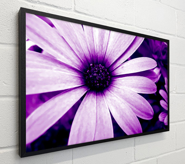 Purple Daisy Petals